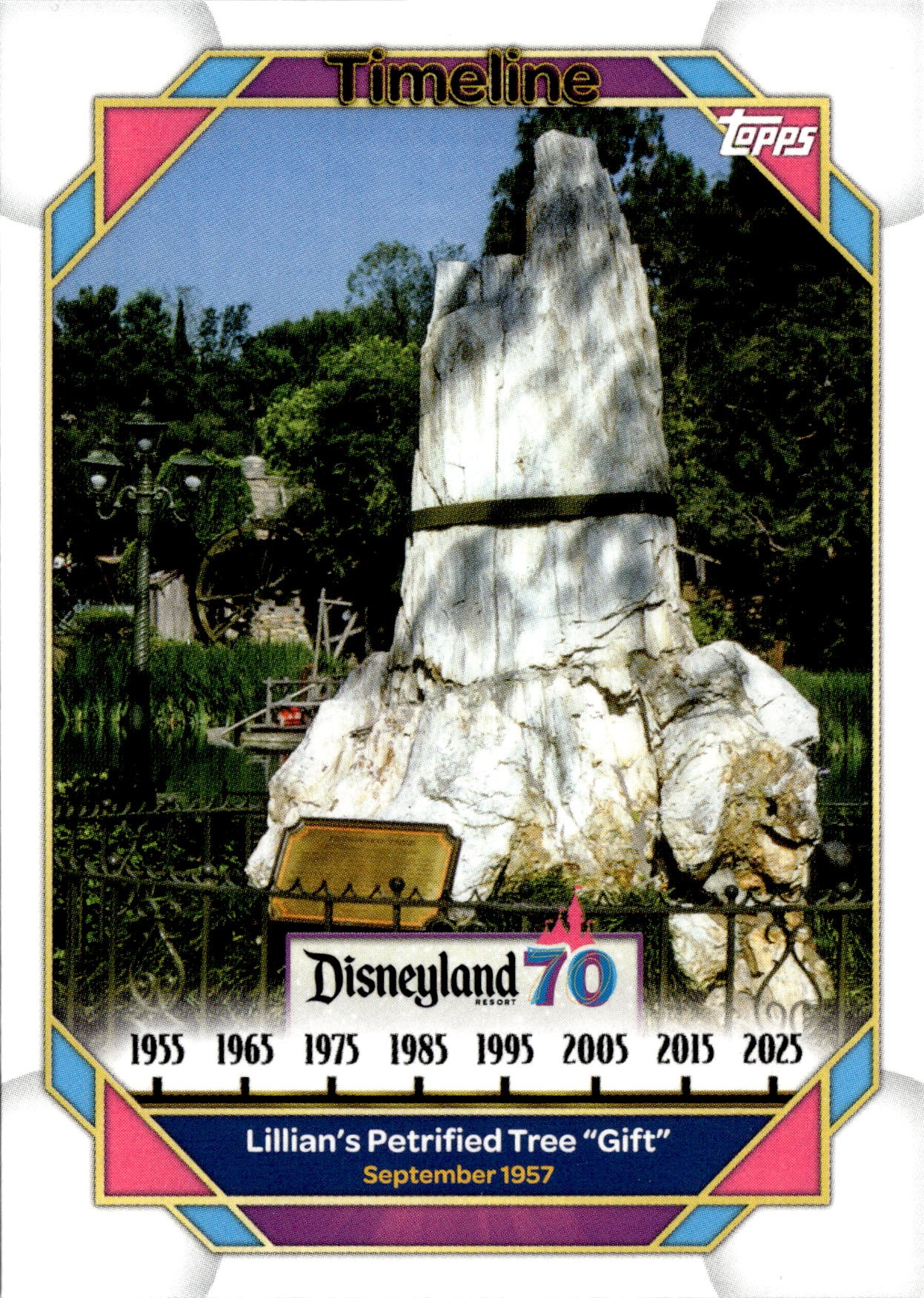 Lillian'S Petrified Tree "Gift" graded slab